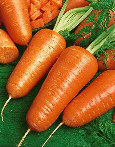Amazon.com: Zanahorias 
